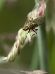 scatophage du fumier