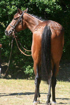 croupe,cuisse,damier,&eacute;chec