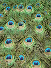 Obraz premium Feathers on the tail of a male peacock
