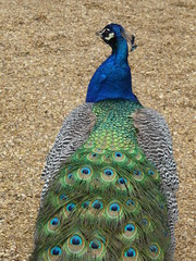 Obraz premium Male peacock