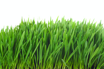 grass isolated