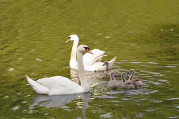 Obraz premium Swan family
