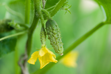 cucumber in the garden
