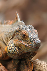 Leguan 2