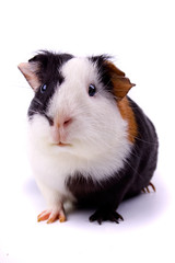 Guinea pig isolated on white