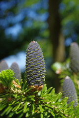 Zapfen der Koreatanne