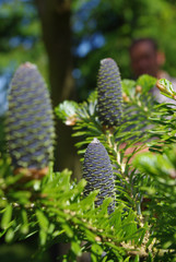 Zapfen der Koreatanne