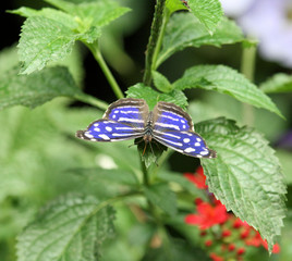 Blue and white spot butterfly