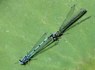 Azure Damselfly 3