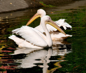 Pelicans