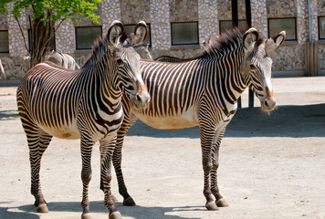 Obraz premium Zebras