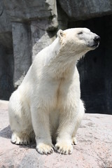 Fototapeta premium Eisbär