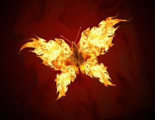 Papillon volant aux ailes de feu