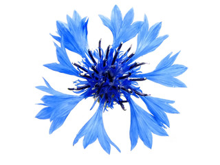 cornflower