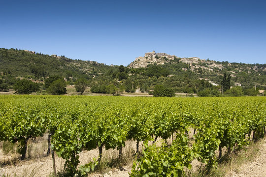 Vineyard with view of Gordes