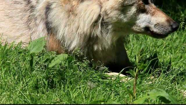 wolf