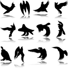 predatory birds vector silhouettes