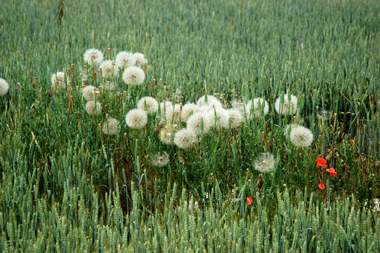 Campo di grano con fiori di tarassaco
