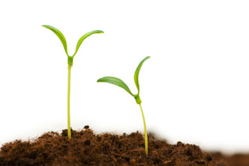 Two seedlings illustrating the concept of new life