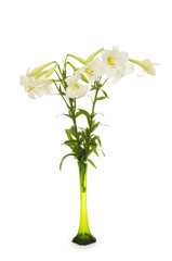 Lilies isolated on the white background