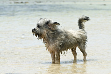 à la plage