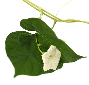 feuille et fleur du liseron des champs