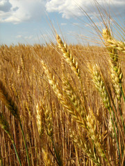wheat background