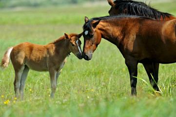 Obraz premium Horse