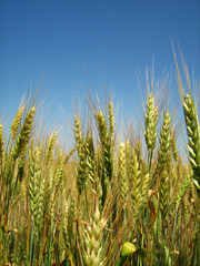 wheat on a background blue sky