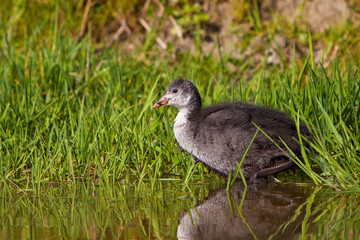 Juvenile coot in spring time in the water