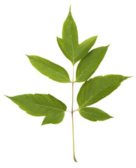 Fototapeta premium branch