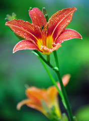 Lilium1