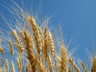 Obraz premium golden wheat