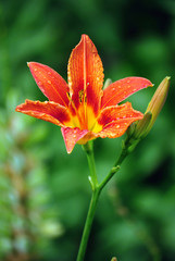 Obraz premium lilium6