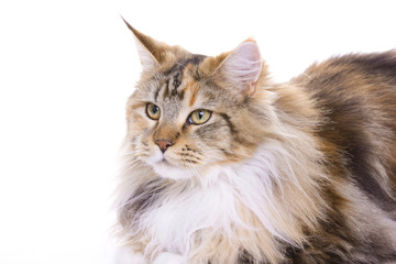 Fototapeta premium Cat sitting on white background, Maine Coon