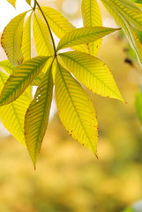 Autumn leaves background