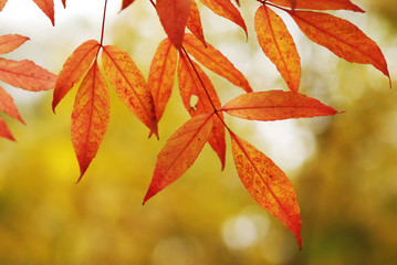 Autumn leaves background
