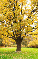 Fototapeta premium Autumn forest