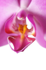 Pink Orchid