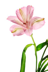 Alstroemeria flower