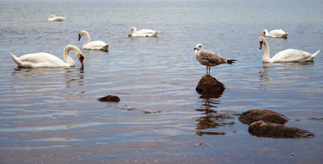 Schwäne und Möwe am Meer
