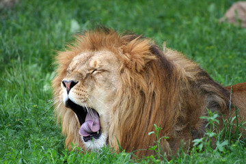 Male lion