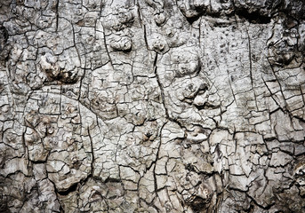 Close up of a tree