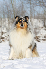 colley adulte assis dans la neige en hiver vu de face
