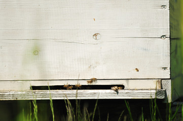 bee home at meadow