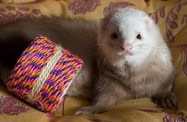 Ferret