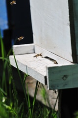 Fototapeta na wymiar bee home at meadow
