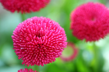 Pink flower