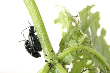 Two beetles sitting on green foliage isolated on white