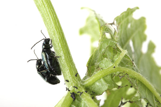 Two beetles sitting on green foliage isolated on white